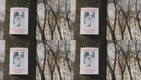 树上挂着失踪小狗的公告高清在线视频素材下载