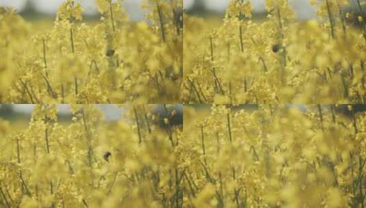 为鲜艳的黄花授粉的蜜蜂高清在线视频素材下载
