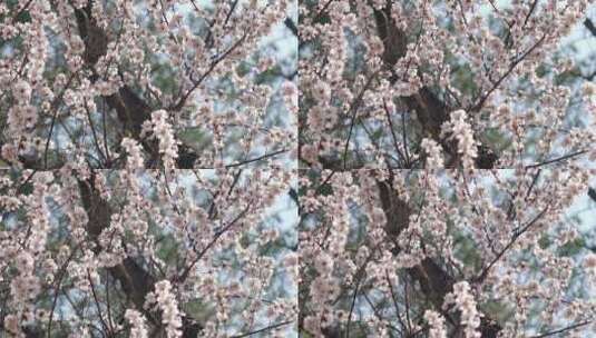 升格实拍唯美空镜头春天盛开的山桃花高清在线视频素材下载