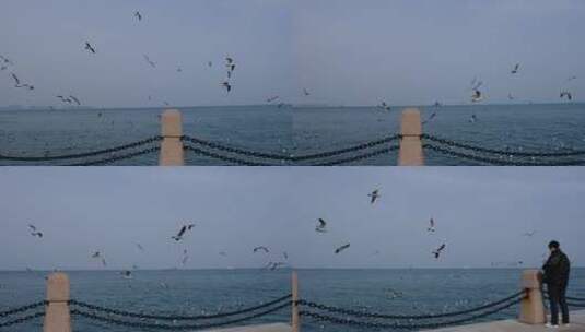 海上成群飞翔的海鸥高清在线视频素材下载
