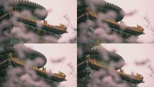 北京北海公园白塔盛开的桃花和飘落的雪花高清在线视频素材下载