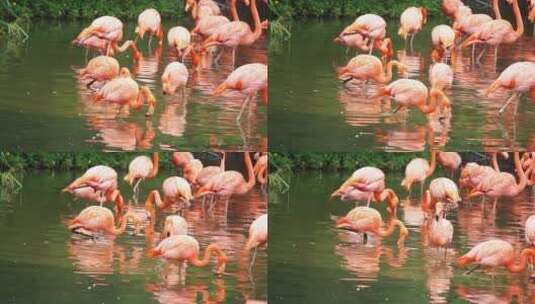 湖里的粉色火烈鸟高清在线视频素材下载