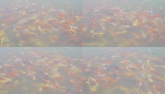 池塘的锦鲤高清在线视频素材下载