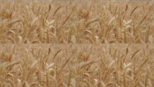 成熟的麦子麦穗高清在线视频素材下载