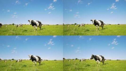 蓝天下的奶牛高清在线视频素材下载