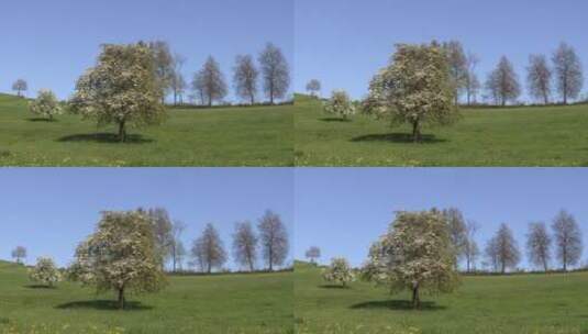 植物-草原牧场上盛开白花的树高清在线视频素材下载