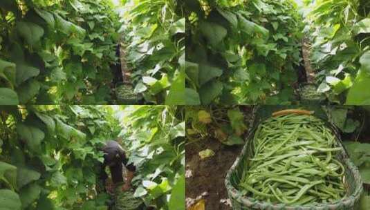 四季豆大棚种植高清在线视频素材下载