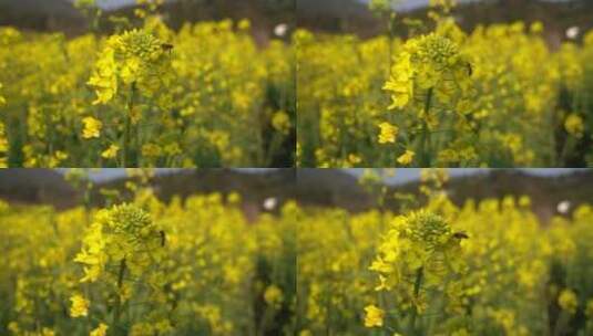 油菜花 蜜蜂采蜜 唯美油菜花高清在线视频素材下载