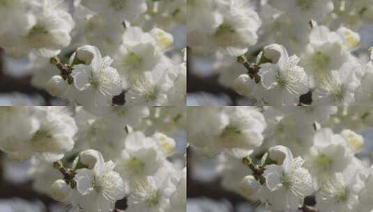 【镜头合集】白色花朵花瓣桃花梅花高清在线视频素材下载