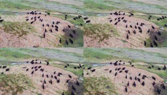 三江源草原牦牛群航拍高清在线视频素材下载