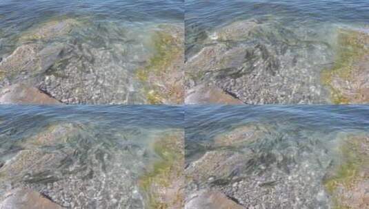 青海湖 湟鱼 保护 动物 鱼 密集 岸边 拍照高清在线视频素材下载