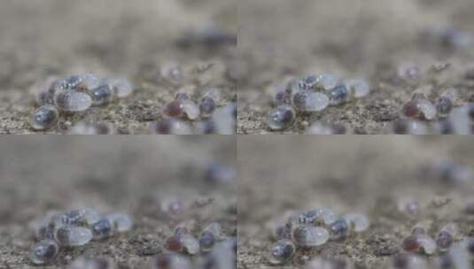 蚂蚁微距摄影高清在线视频素材下载