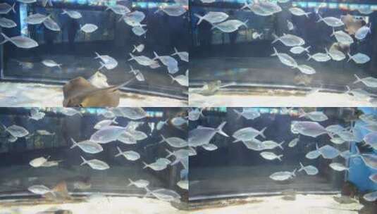 水族馆里的银鱼高清在线视频素材下载
