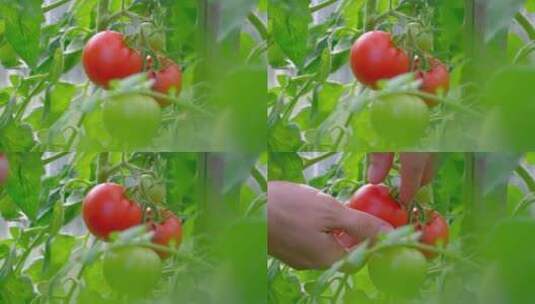 采摘西红柿高清在线视频素材下载