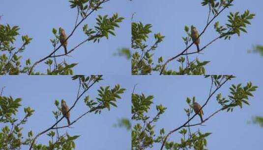 唱歌的鸟儿 树枝上的小鸟高清在线视频素材下载