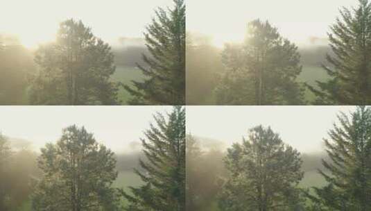 在森林的树丛中发出黎明的光芒高清在线视频素材下载