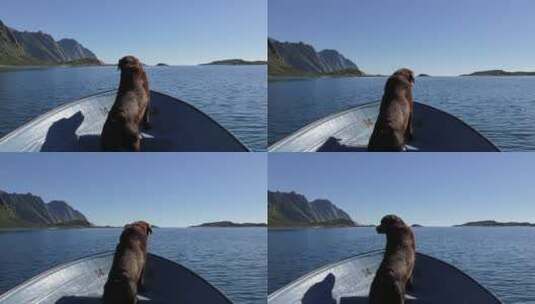 小狗坐在船头看向远方高清在线视频素材下载