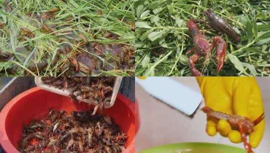 小龙虾养殖高清在线视频素材下载