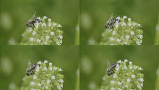 蜜蜂在给花朵授粉高清在线视频素材下载