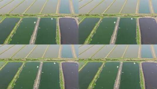 中国大型专业人工养鱼池工业农业自然风光高清在线视频素材下载