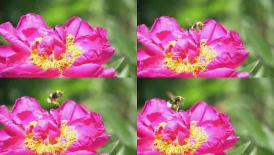 蜜蜂在粉色花朵上采蜜高清在线视频素材下载
