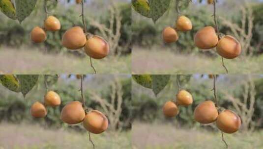 树枝上成熟的黄柿子高清在线视频素材下载