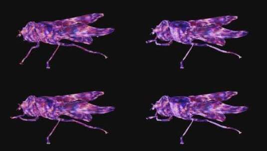 全息粒子昆虫高清在线视频素材下载