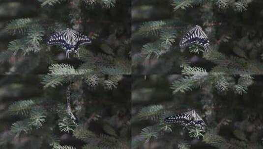 蝴蝶树林4K高清在线视频素材下载