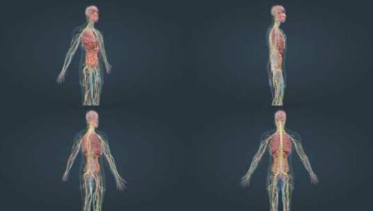 医学人体解剖器官全息特效人体奥秘三维动画高清在线视频素材下载