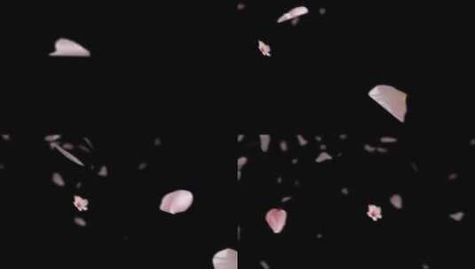 4K浪漫玫瑰花瓣飘落光效过渡叠加视频素材3高清在线视频素材下载