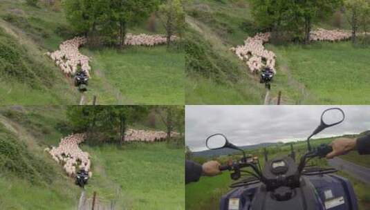 法国米约罗克福奶酪厂人员于附近放羊画面高清在线视频素材下载