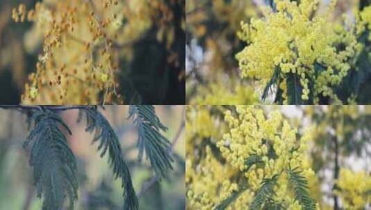 夏日植物鲜花唯美合集电影级视觉高清在线视频素材下载