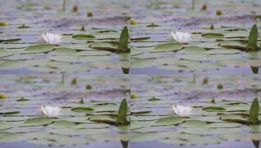 池塘里绽放的睡莲高清在线视频素材下载