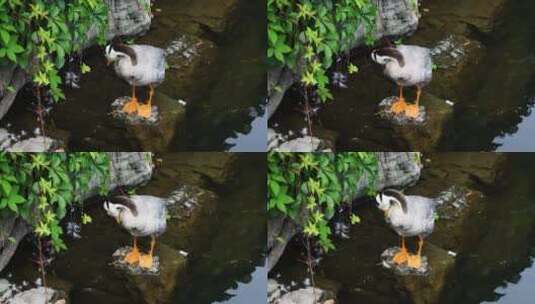 鸭子斑头雁在水面梳理羽毛高清在线视频素材下载