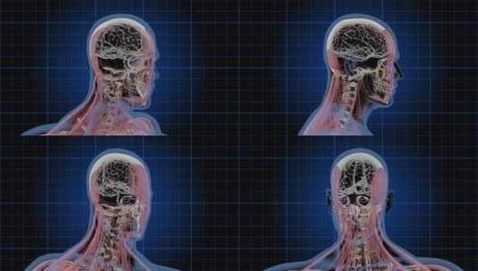男性头部旋转的3D医学动画高清在线视频素材下载