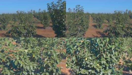4k柿子种植园高清在线视频素材下载