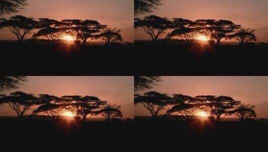 日落十分阳光照射下的树木剪影高清在线视频素材下载