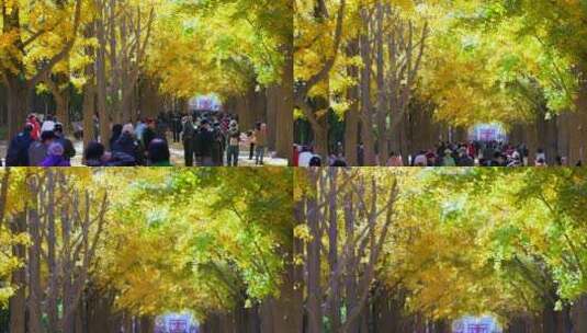 4K升格实拍北京地坛银杏大道银杏树林和游人高清在线视频素材下载