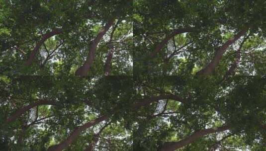 广州大榕树高清在线视频素材下载
