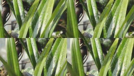 慢镜头雨水打在兰草花叶上高清在线视频素材下载