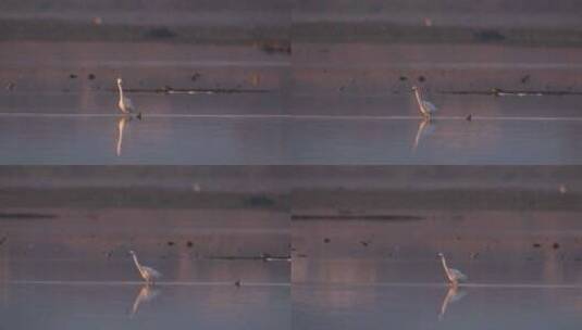 江南湿地水鸟候鸟晨曦空镜高清在线视频素材下载