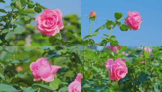 粉红色 月季花 玫瑰花 鲜花 蜜蜂 花朵高清在线视频素材下载
