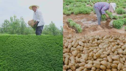 花生种植高清在线视频素材下载