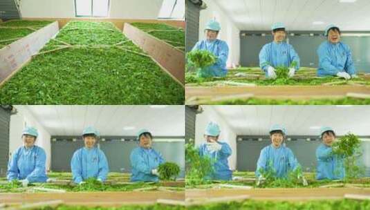 茶叶厂新鲜采摘的茶叶摊青制作3高清在线视频素材下载