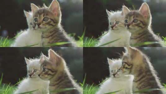 草地上的两只小猫小奶猫幼崽猫咪高清在线视频素材下载