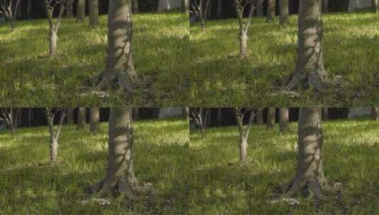 4K阳光下的树木与草高清在线视频素材下载
