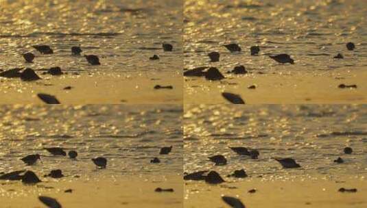 鄱阳湖国家湿地公园 鸟群高清在线视频素材下载