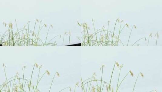 初夏雨天湖边菖蒲叶子唯美空镜高清在线视频素材下载