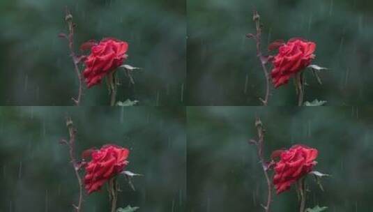 雨中的红色玫瑰特写镜头高清在线视频素材下载