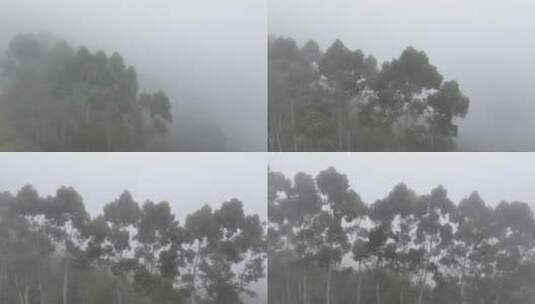 航拍树林云雾缭绕清晨森林雾天自然生态风光高清在线视频素材下载